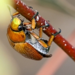 Anoplognathus brunnipennis at The Pinnacle - 8 Dec 2019 08:08 AM