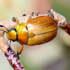 Anoplognathus brunnipennis at The Pinnacle - 8 Dec 2019 08:08 AM