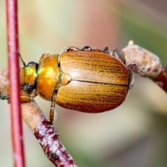 Anoplognathus brunnipennis at The Pinnacle - 8 Dec 2019 08:08 AM