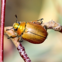 Anoplognathus brunnipennis at The Pinnacle - 8 Dec 2019 08:08 AM