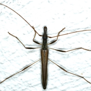 Rhinophthalmus nasutus at Ainslie, ACT - 5 Dec 2019