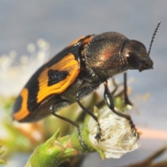 Castiarina undulata (Undulata jewel beetle) at Kangaroo Valley, NSW - 6 Dec 2019 by Harrisi