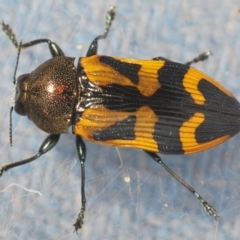 Castiarina undulata at Kangaroo Valley, NSW - 6 Dec 2019