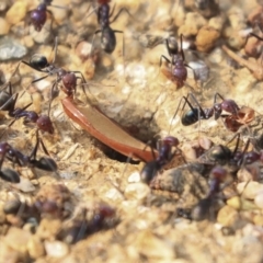 Iridomyrmex purpureus (Meat Ant) at Molonglo Valley, ACT - 8 Dec 2019 by AlisonMilton