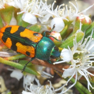 Castiarina scalaris (Scalaris jewel beetle) at Cavan, NSW - 7 Dec 2019 by Harrisi