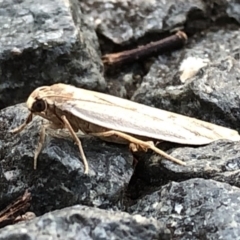 Scoliacma nana (Diminutive Footman) at Aranda, ACT - 8 Dec 2019 by Jubeyjubes