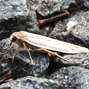 Scoliacma nana at Aranda, ACT - 8 Dec 2019 07:30 PM