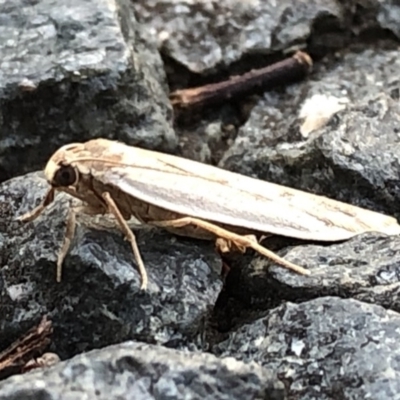 Scoliacma nana (Diminutive Footman) at Aranda, ACT - 8 Dec 2019 by Jubeyjubes