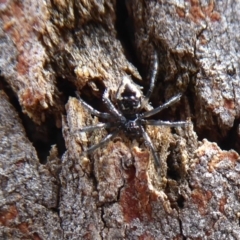Euryopis splendens (Splendid tick spider) at Black Mountain - 7 Dec 2019 by Christine