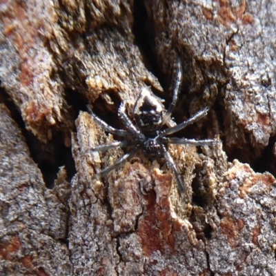 Euryopis splendens (Splendid tick spider) at Black Mountain - 7 Dec 2019 by Christine