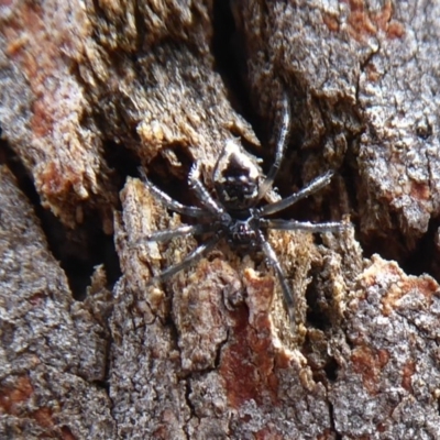 Euryopis splendens (Splendid tick spider) at Hackett, ACT - 7 Dec 2019 by Christine