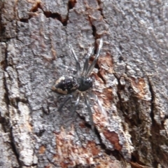 Euryopis splendens at Point 4997 - 7 Dec 2019 02:28 PM