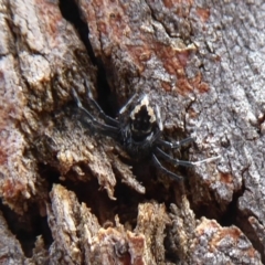 Euryopis splendens at Point 4997 - 7 Dec 2019 02:28 PM