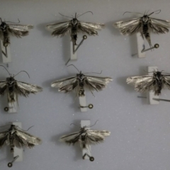 Philobota pilipes (A concealer moth) at Molonglo Valley, ACT - 30 Oct 2019 by GlennCocking