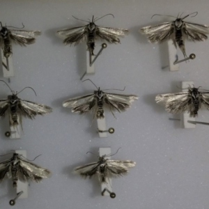 Philobota pilipes at Molonglo Valley, ACT - 30 Oct 2019