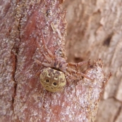 Cymbacha ocellata (Crab spider) at West Belconnen Pond - 7 Dec 2019 by Christine