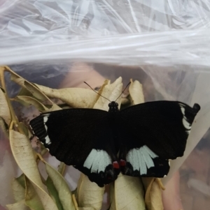 Papilio aegeus at Red Hill, ACT - 24 Sep 2019 05:48 PM