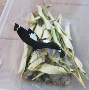 Papilio aegeus at Red Hill, ACT - 24 Sep 2019 05:48 PM