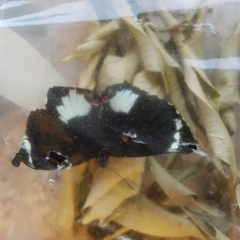 Papilio aegeus at Red Hill, ACT - 24 Sep 2019