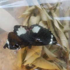 Papilio aegeus at Red Hill, ACT - 24 Sep 2019 05:48 PM