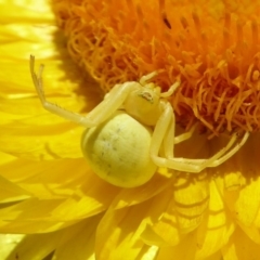 Thomisus spectabilis (Spectacular Crab Spider) at ANBG - 7 Dec 2019 by Christine