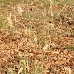 Rytidosperma (genus) (Wallaby Grass) at Weston, ACT - 30 Oct 2019 by AliceH