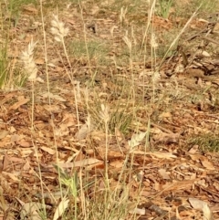 Rytidosperma sp. (Wallaby Grass) at Weston, ACT - 29 Oct 2019 by AliceH