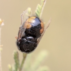 Pterodontia mellii (Hunchback Fly, Small-headed Fly) at Scullin, ACT - 8 Dec 2019 by AlisonMilton