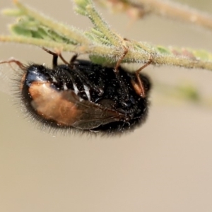 Pterodontia mellii at Scullin, ACT - 8 Dec 2019