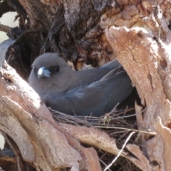 Artamus cyanopterus cyanopterus (Dusky Woodswallow) at Rendezvous Creek, ACT - 3 Dec 2019 by RobParnell