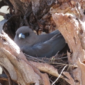 Artamus cyanopterus at Rendezvous Creek, ACT - 4 Dec 2019 10:11 AM