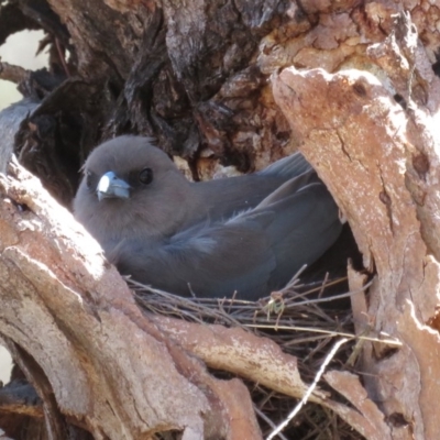 Artamus cyanopterus (Dusky Woodswallow) at Rendezvous Creek, ACT - 4 Dec 2019 by RobParnell