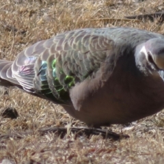 Phaps chalcoptera (Common Bronzewing) at Namadgi National Park - 4 Dec 2019 by RobParnell