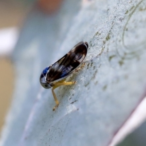 Rosopaella cuprea at Scullin, ACT - 8 Dec 2019 02:28 PM