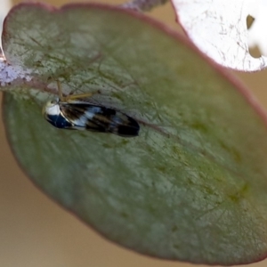 Rosopaella cuprea at Scullin, ACT - 8 Dec 2019 02:28 PM