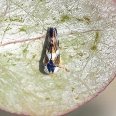 Rosopaella cuprea at Scullin, ACT - 8 Dec 2019 02:28 PM