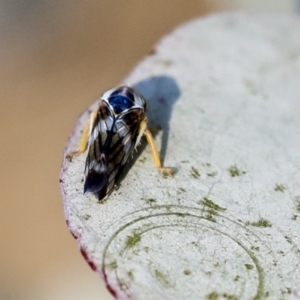 Rosopaella cuprea at Scullin, ACT - 8 Dec 2019 02:28 PM