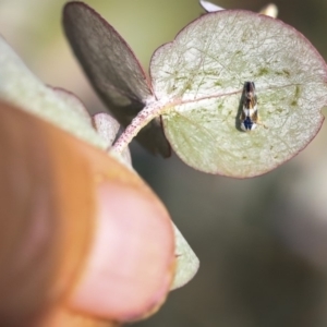 Rosopaella cuprea at Scullin, ACT - 8 Dec 2019 02:28 PM