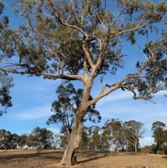 Eucalyptus bridgesiana (Apple Box) at Hughes, ACT - 6 Dec 2019 by ebristow