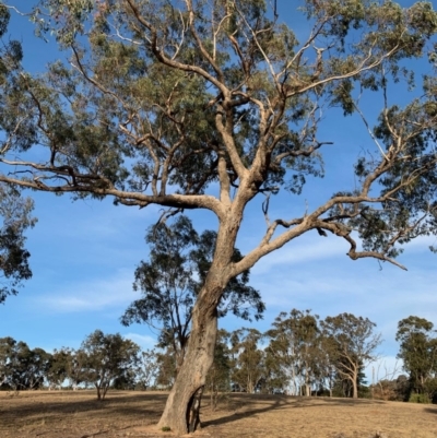 Eucalyptus bridgesiana (Apple Box) at Red Hill to Yarralumla Creek - 6 Dec 2019 by ebristow