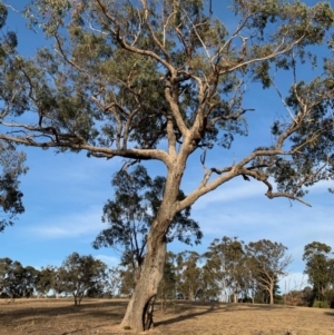 Eucalyptus bridgesiana at Hughes, ACT - 6 Dec 2019