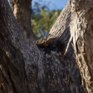 Eucalyptus bridgesiana at Red Hill to Yarralumla Creek - 6 Dec 2019