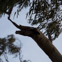 Eucalyptus melliodora (Yellow Box) at Hughes, ACT - 6 Dec 2019 by ebristow