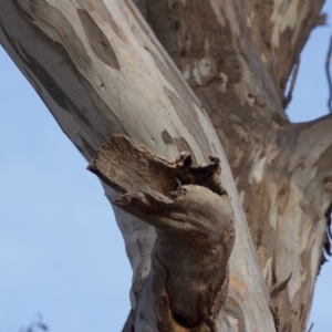 Eucalyptus melliodora at Red Hill to Yarralumla Creek - 6 Dec 2019