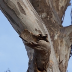 Eucalyptus melliodora at Hughes, ACT - 6 Dec 2019