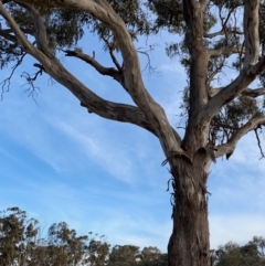 Eucalyptus melliodora at Red Hill to Yarralumla Creek - 6 Dec 2019