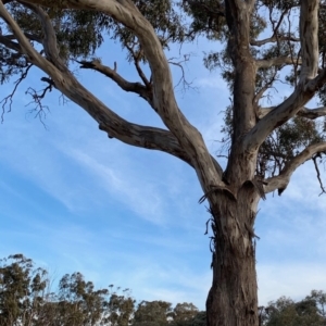 Eucalyptus melliodora at Red Hill to Yarralumla Creek - 6 Dec 2019