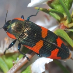 Castiarina supergrata (A jewel beetle) at Namadgi National Park - 7 Dec 2019 by Harrisi