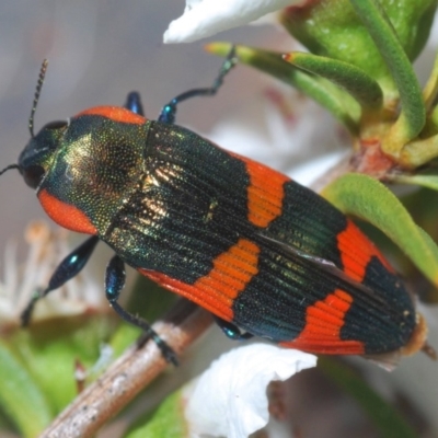 Castiarina supergrata (A jewel beetle) at Cotter River, ACT - 7 Dec 2019 by Harrisi