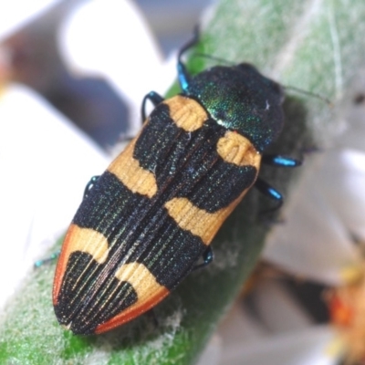 Castiarina interstitialis (A jewel beetle) at Brindabella, NSW - 7 Dec 2019 by Harrisi